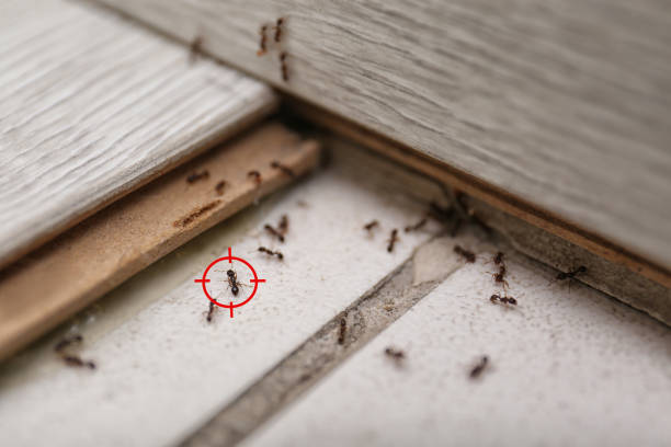 Best Bed Bug Extermination  in Slater, MO