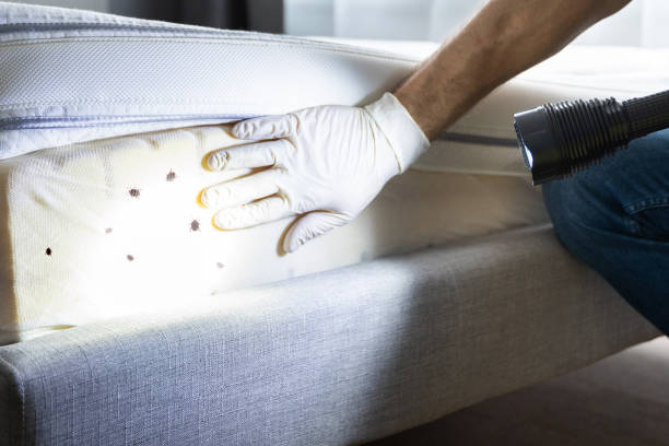 Best Flea Control Services  in Slater, MO